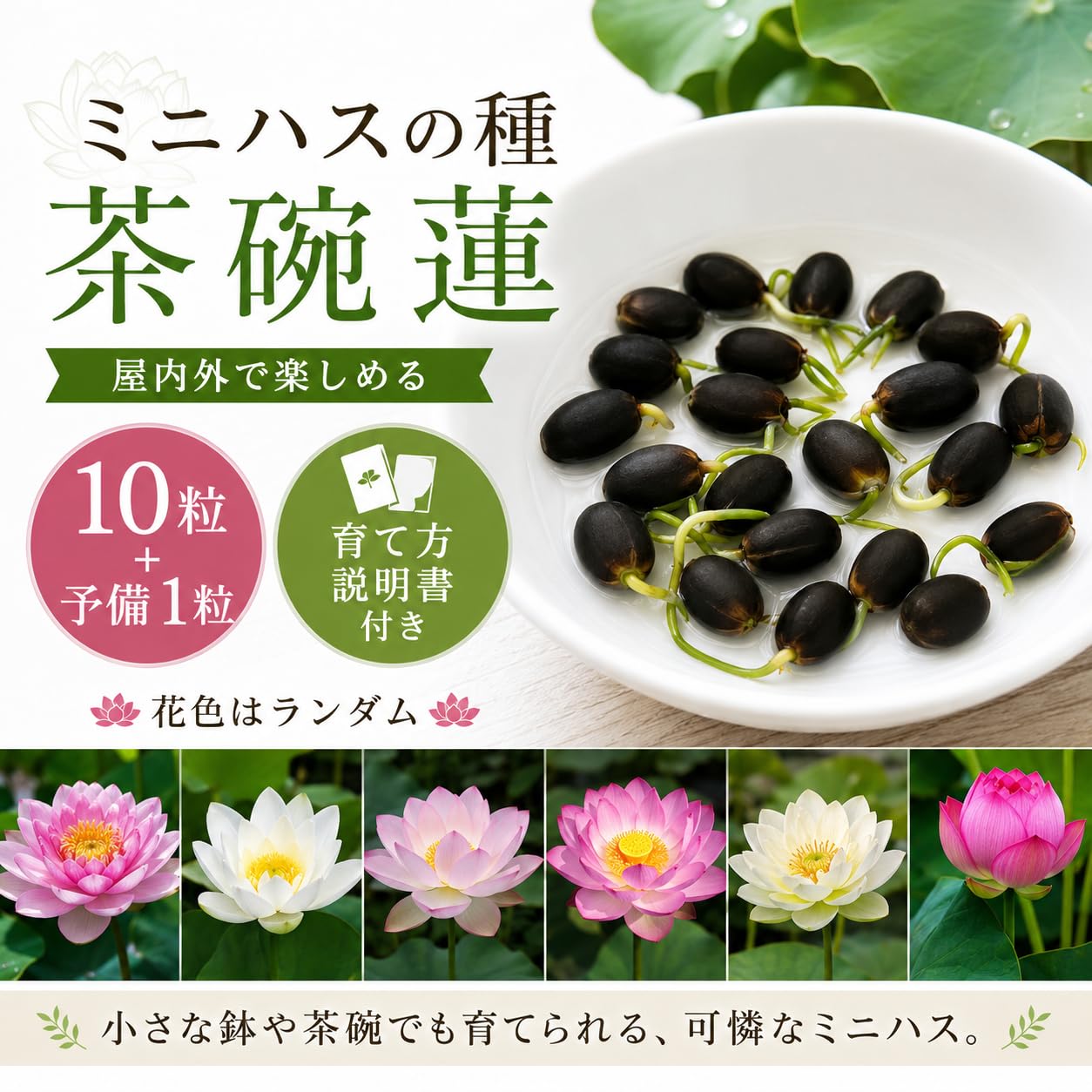 Amazon.co.jp: 【10粒＋予備1粒】ミニハスの種 茶碗蓮 ハスの種 蓮の種